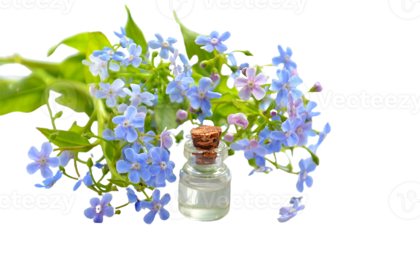 me not flower png transparent background 29719770 PNG