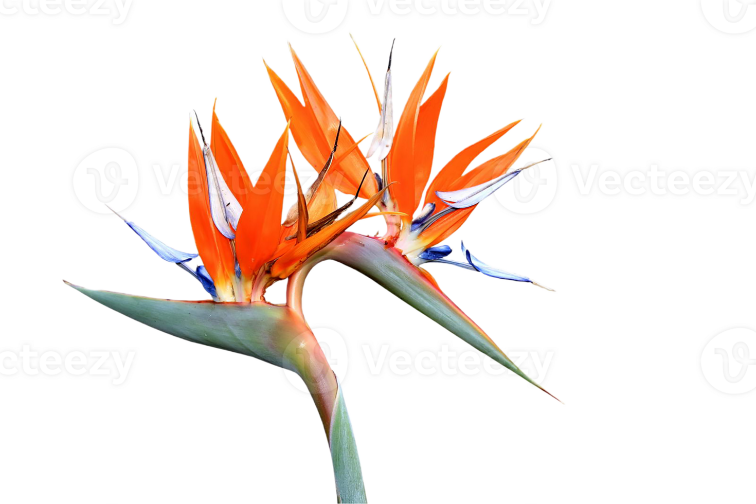 bird of paradise flower png transparent background