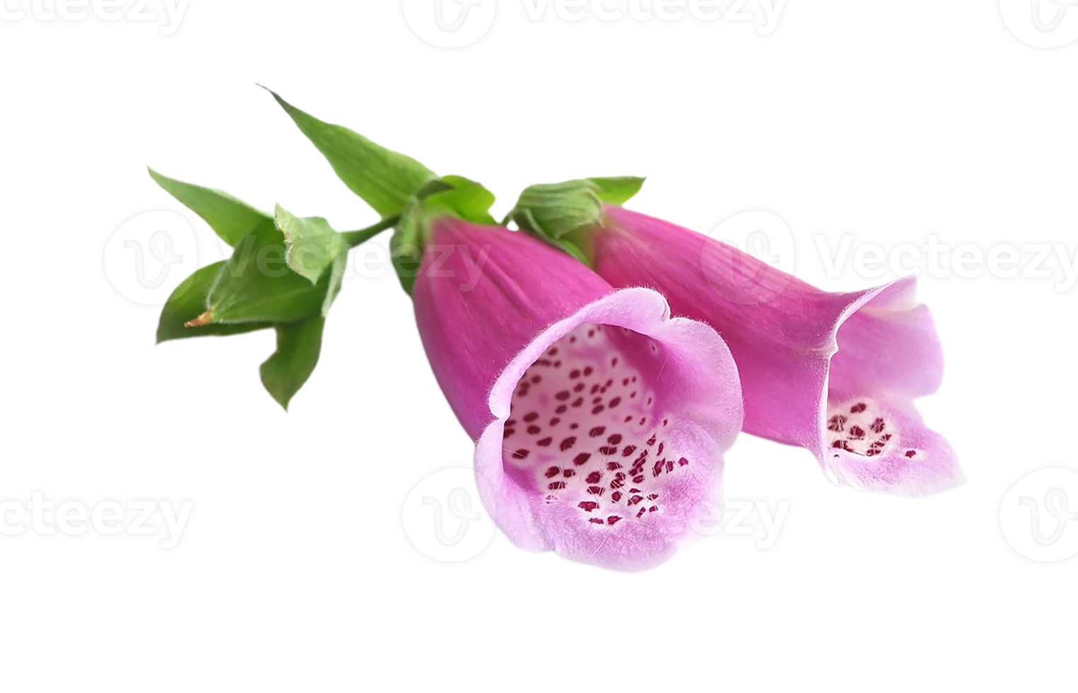 foxglove flower png transparent background