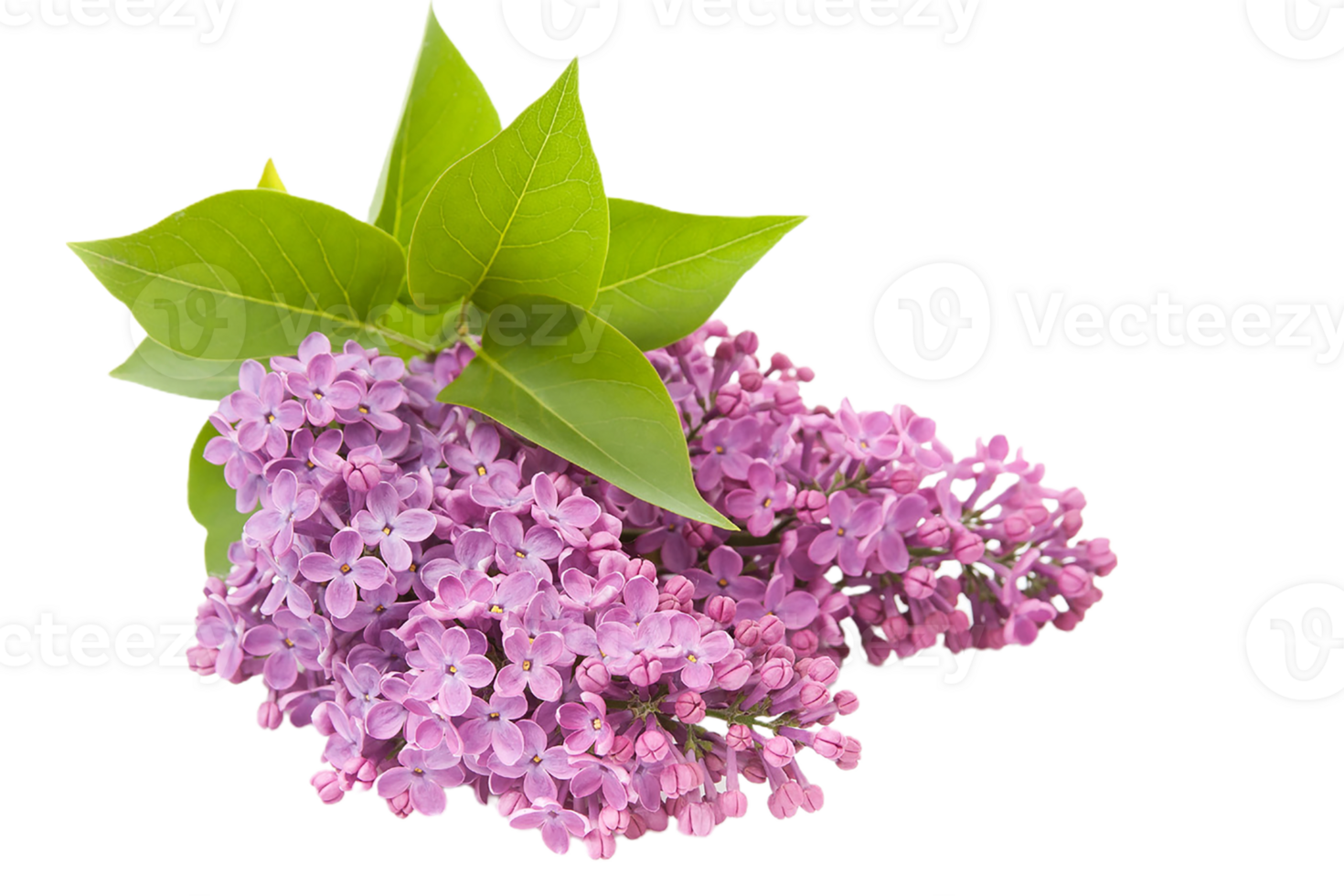 Lilac flower png transparent background