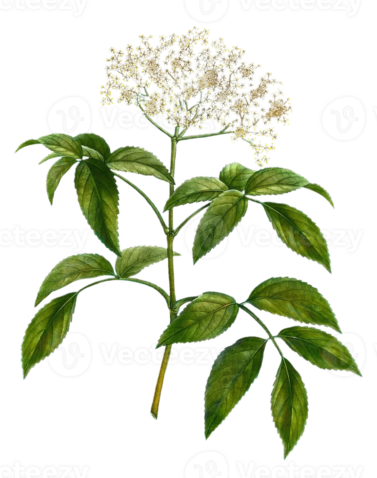 Elderberry flower png transparent background
