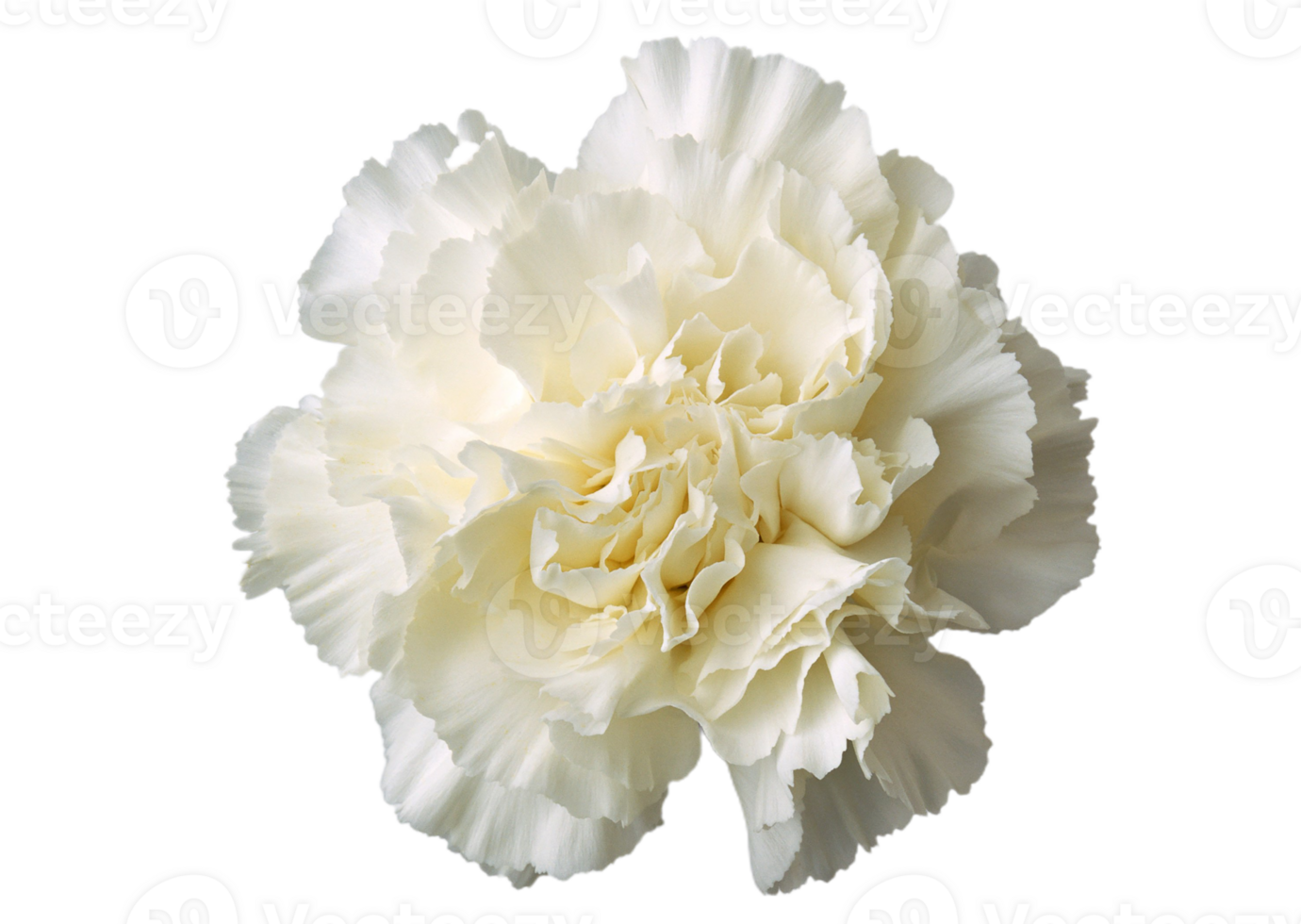 carnation flower png transparent background