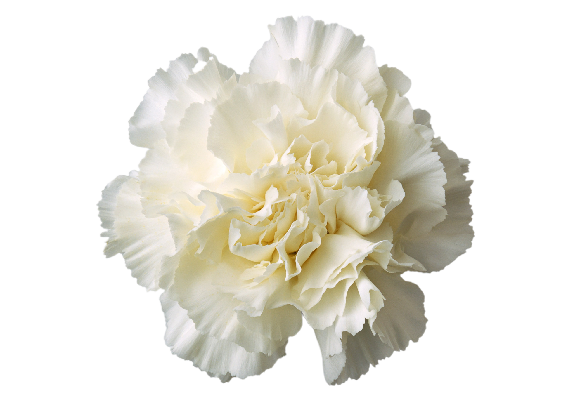 carnation flower png transparent background 29719787 PNG