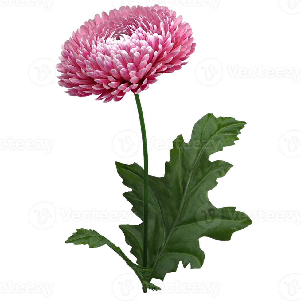 Chrysanthemum flower png transparent background