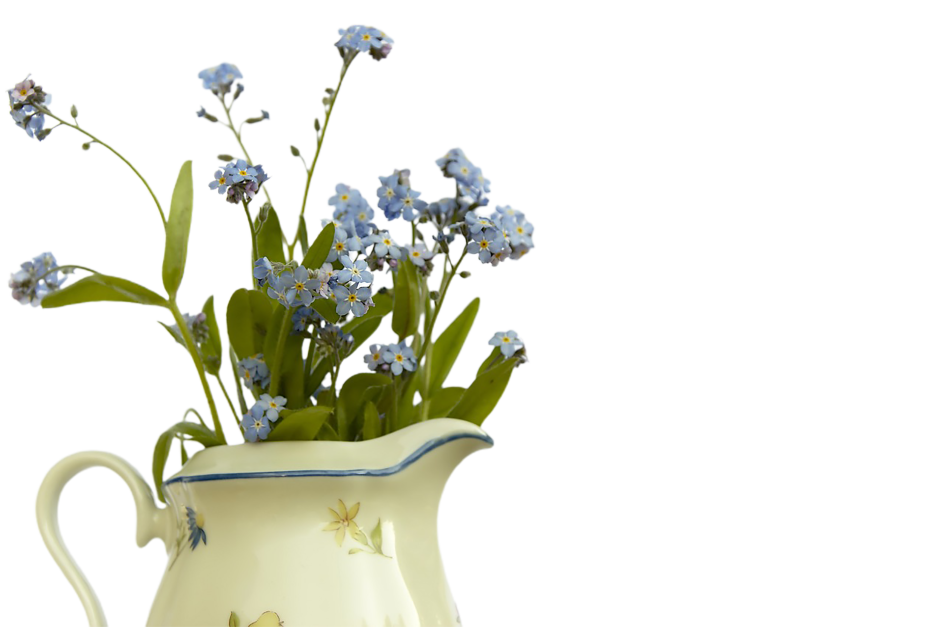 me not flower png transparent background 29719823 PNG