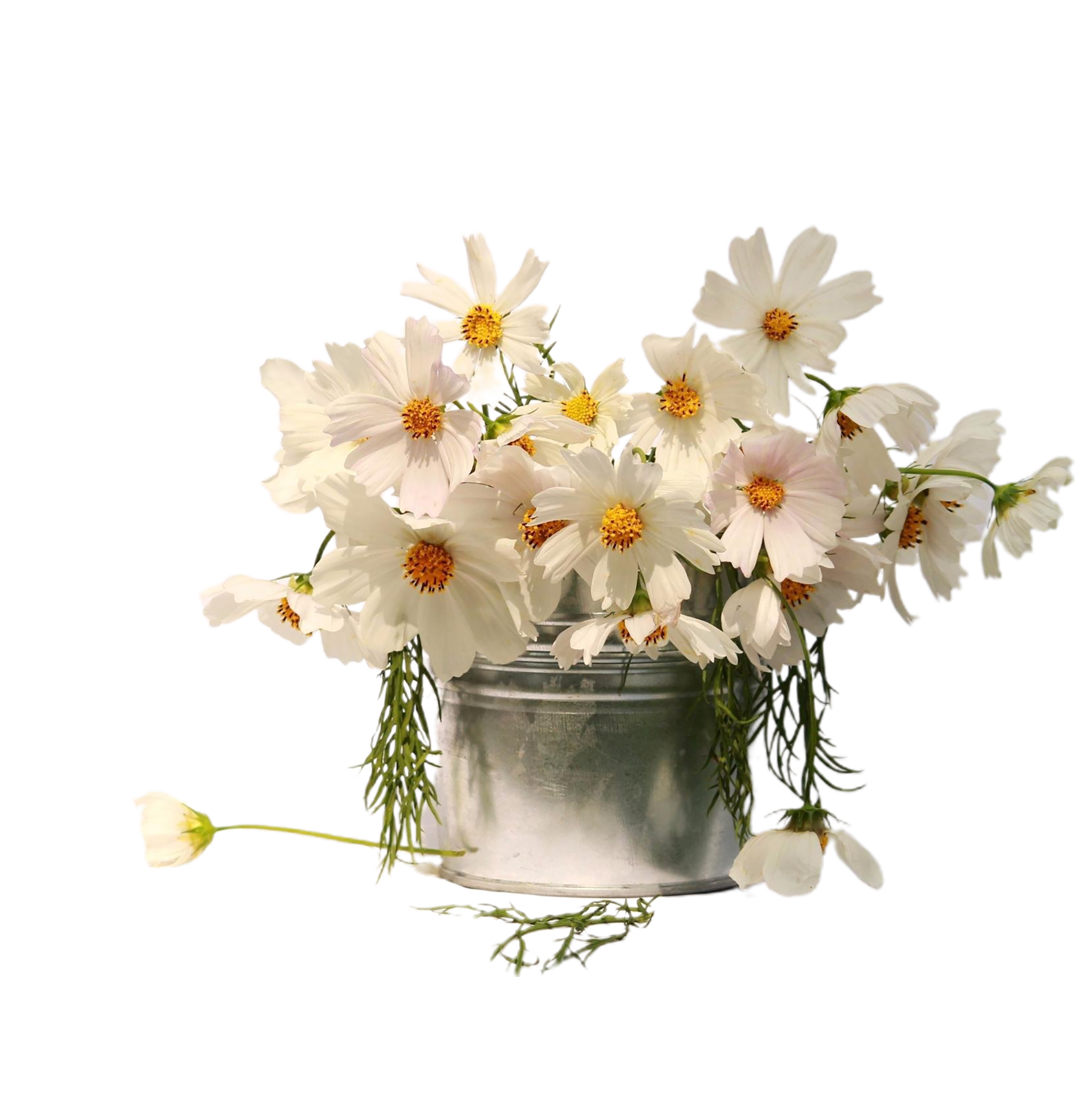 Cosmos flower png transparent background 29719880 PNG