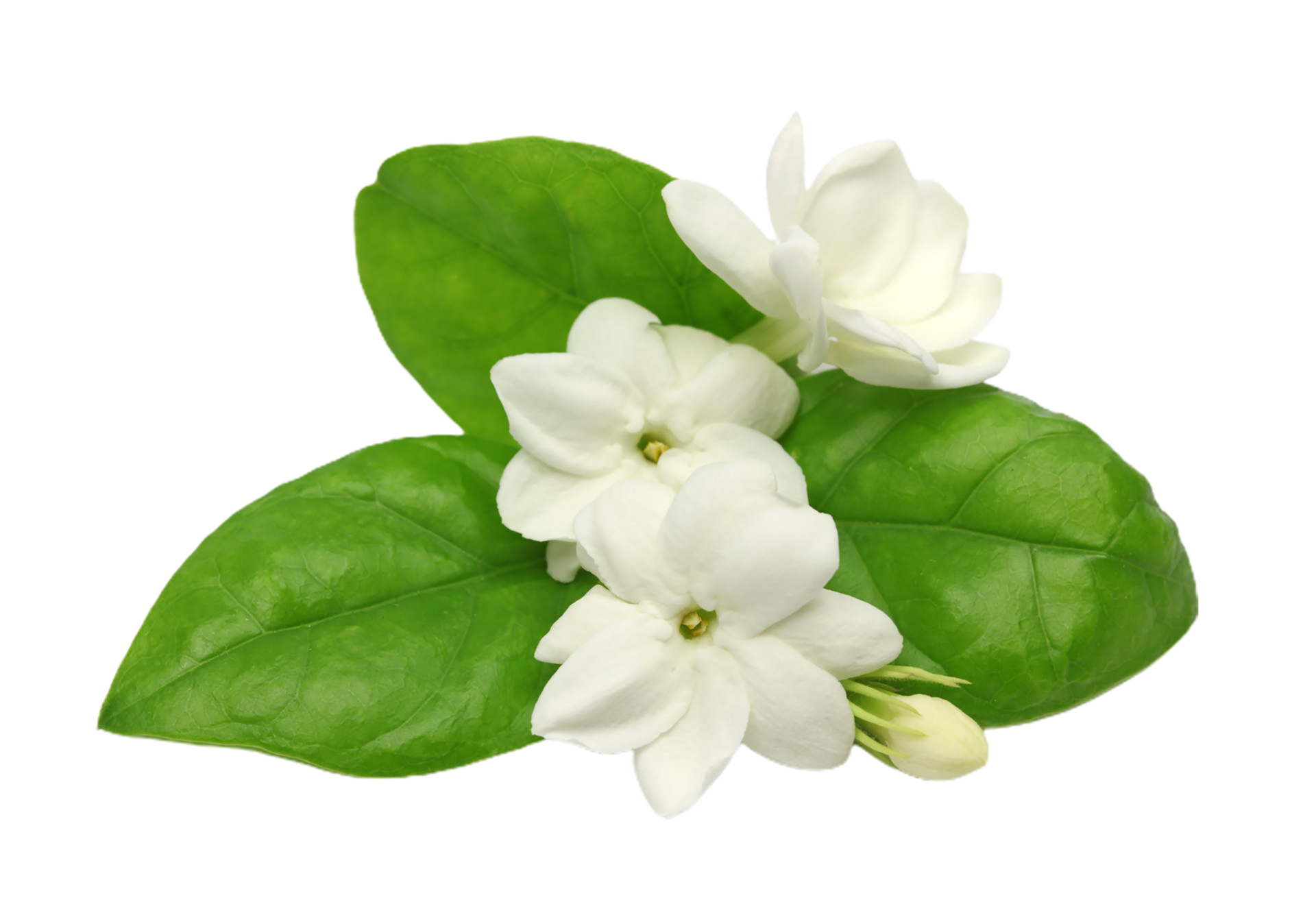 jasmine flower png transparent background 29719887 PNG