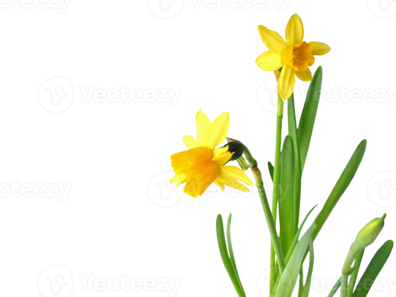 daffodil flower png transparent background