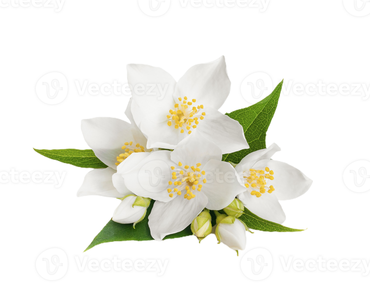 jasmine flower png transparent background 29719898 PNG