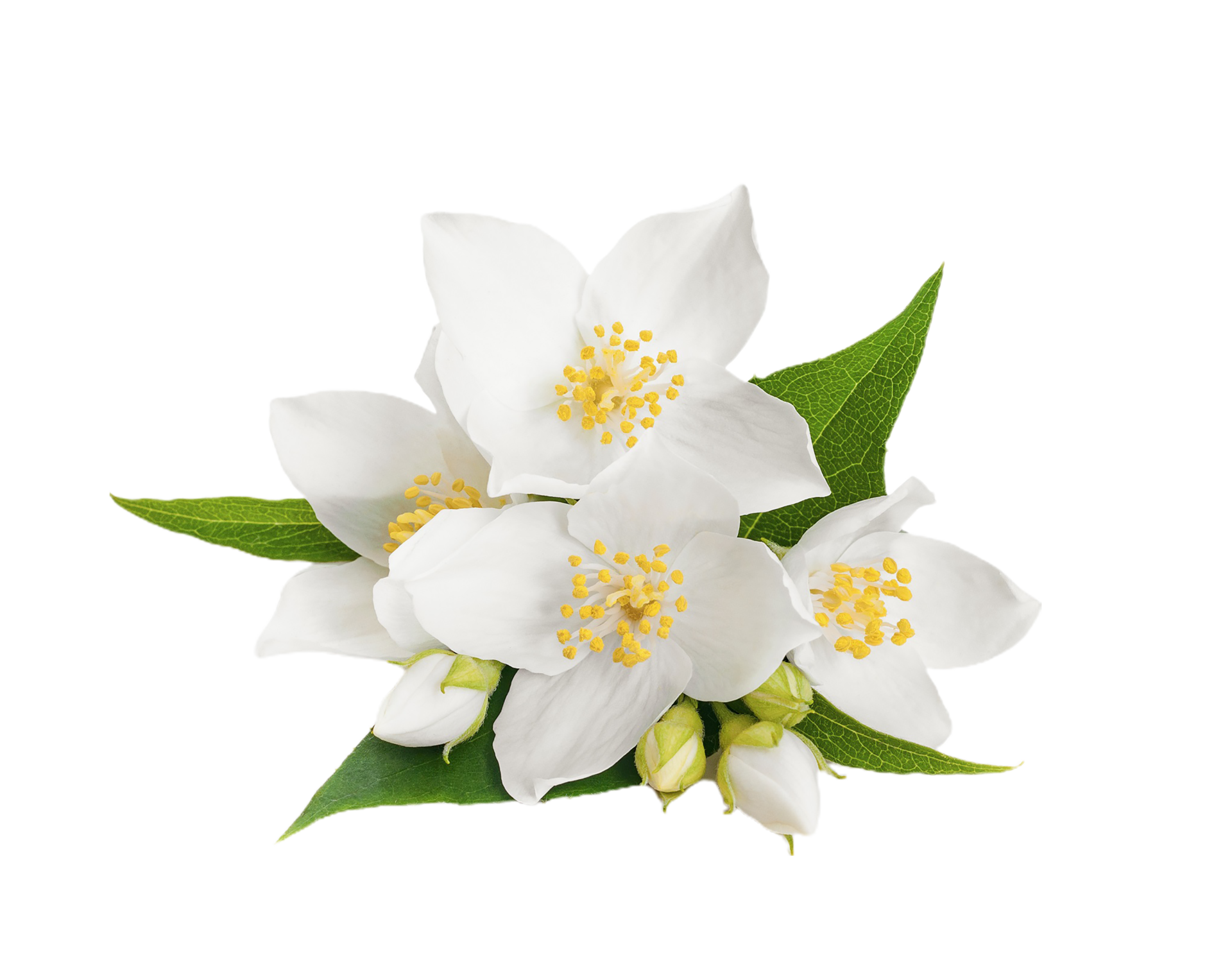 jazmín flor png transparente antecedentes 29719898 PNG