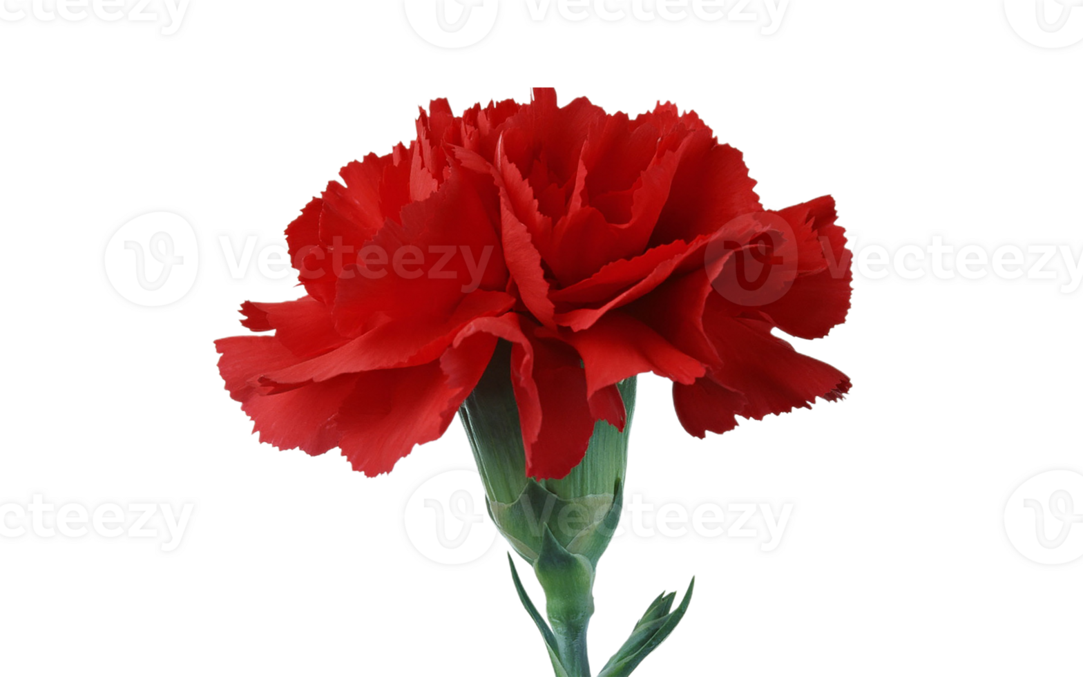 carnation flower png transparent background