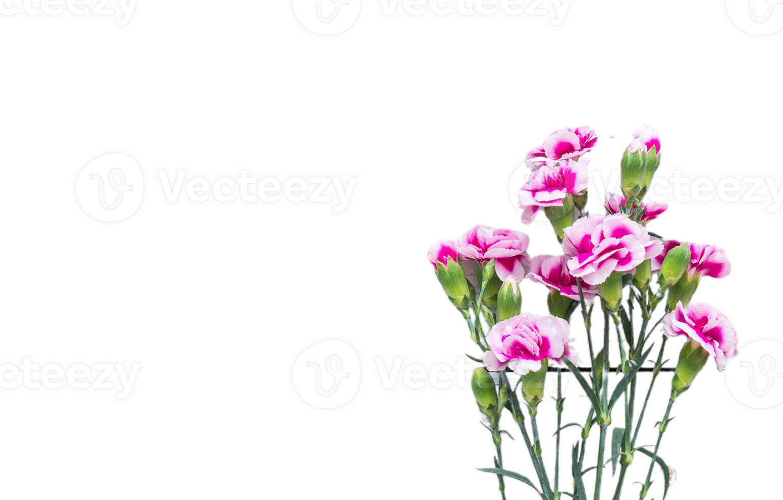 carnation flower png transparent background