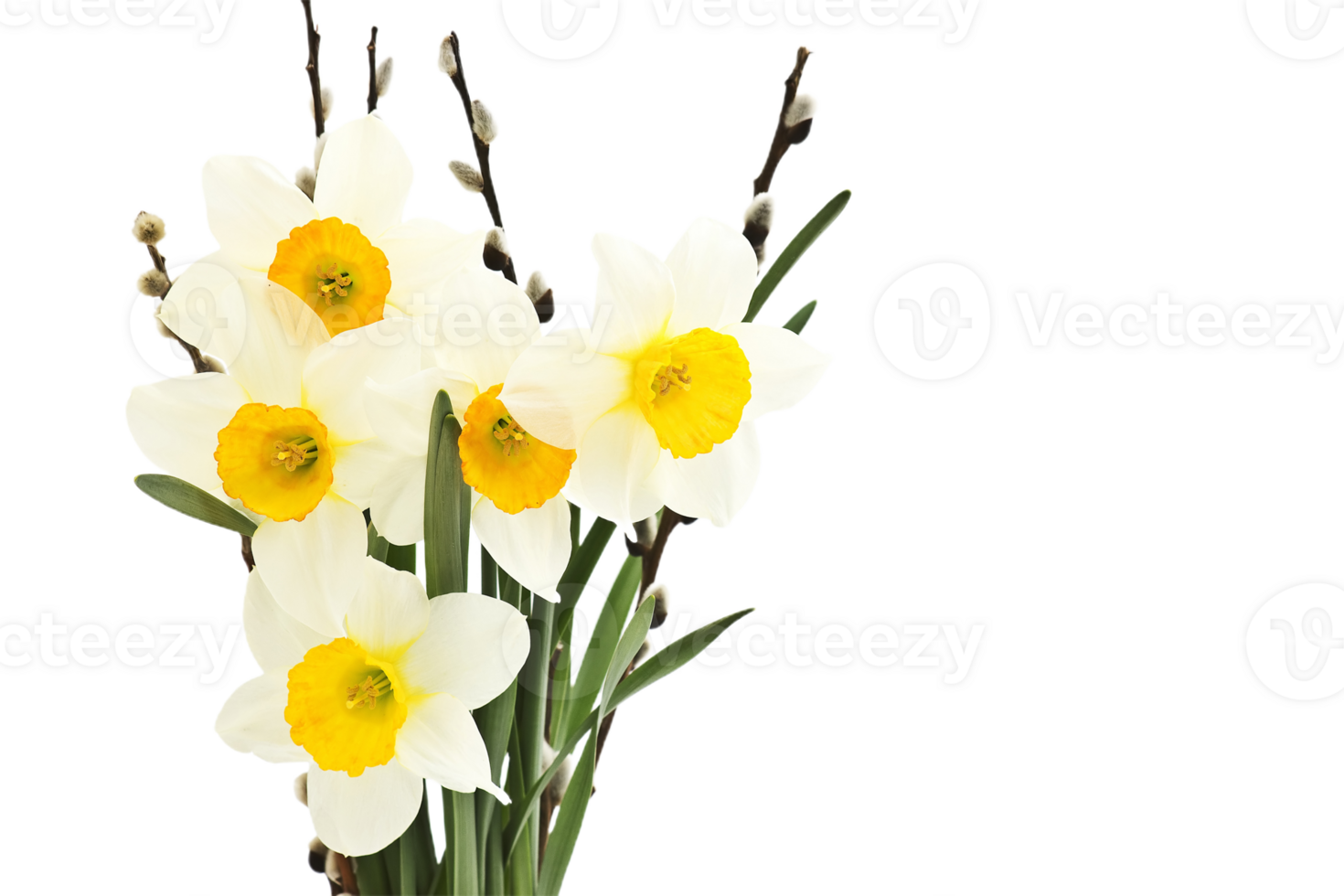 daffodil flower png transparent background