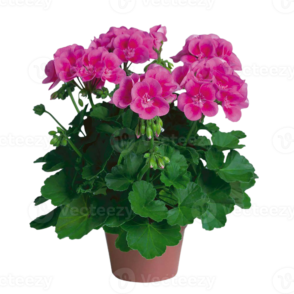 geranium flower png transparent background