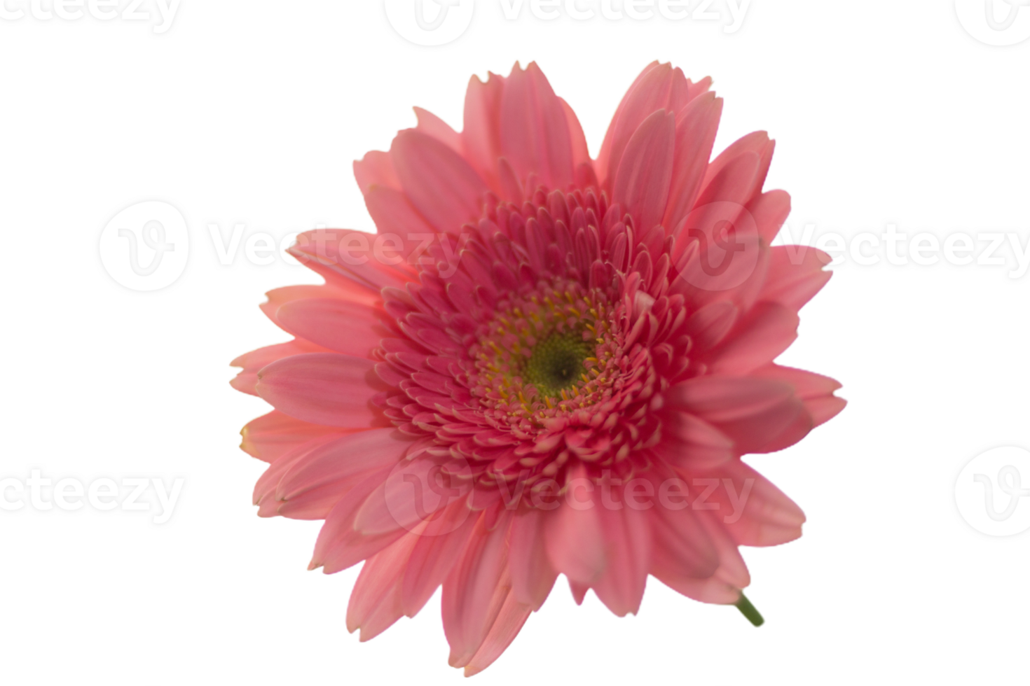Gerbera png transparent background