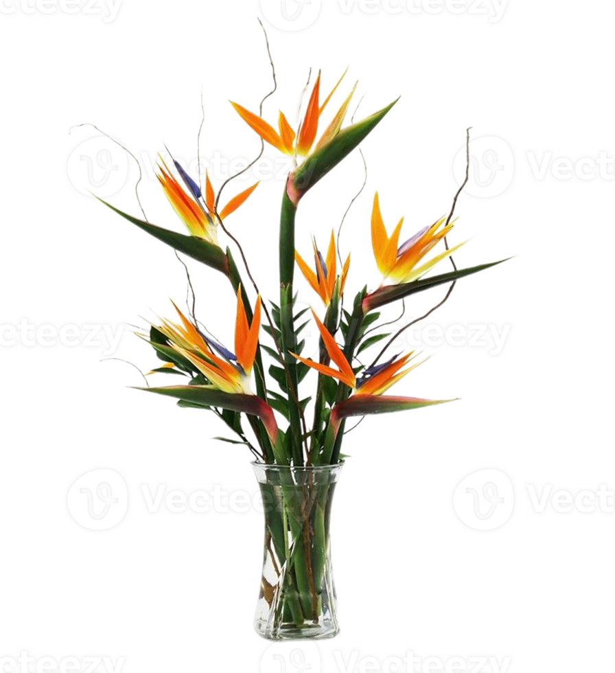 bird of paradise flower png transparent background