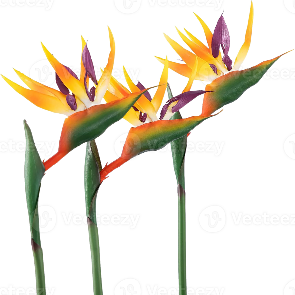 bird of paradise flower png transparent background