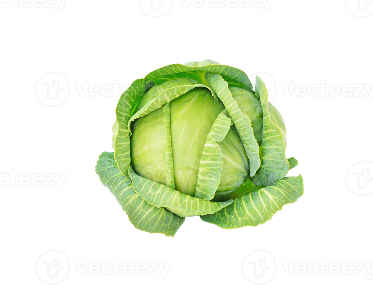 cabbage png transparent background