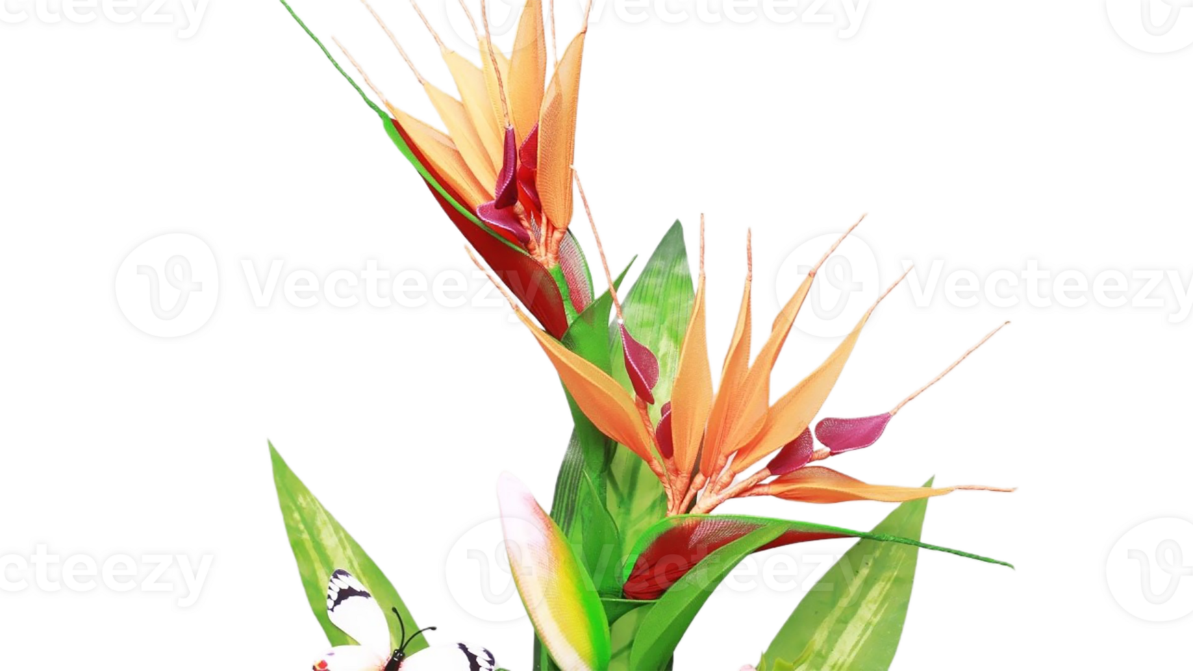 bird of paradise flower png transparent background