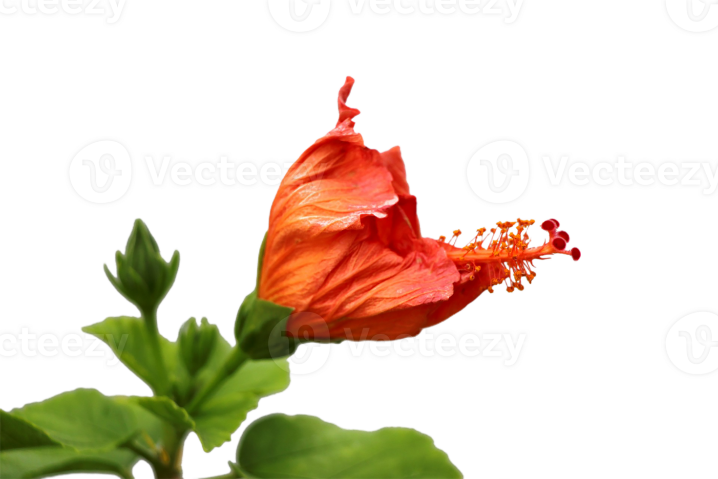Hibiscus flower png transparent background