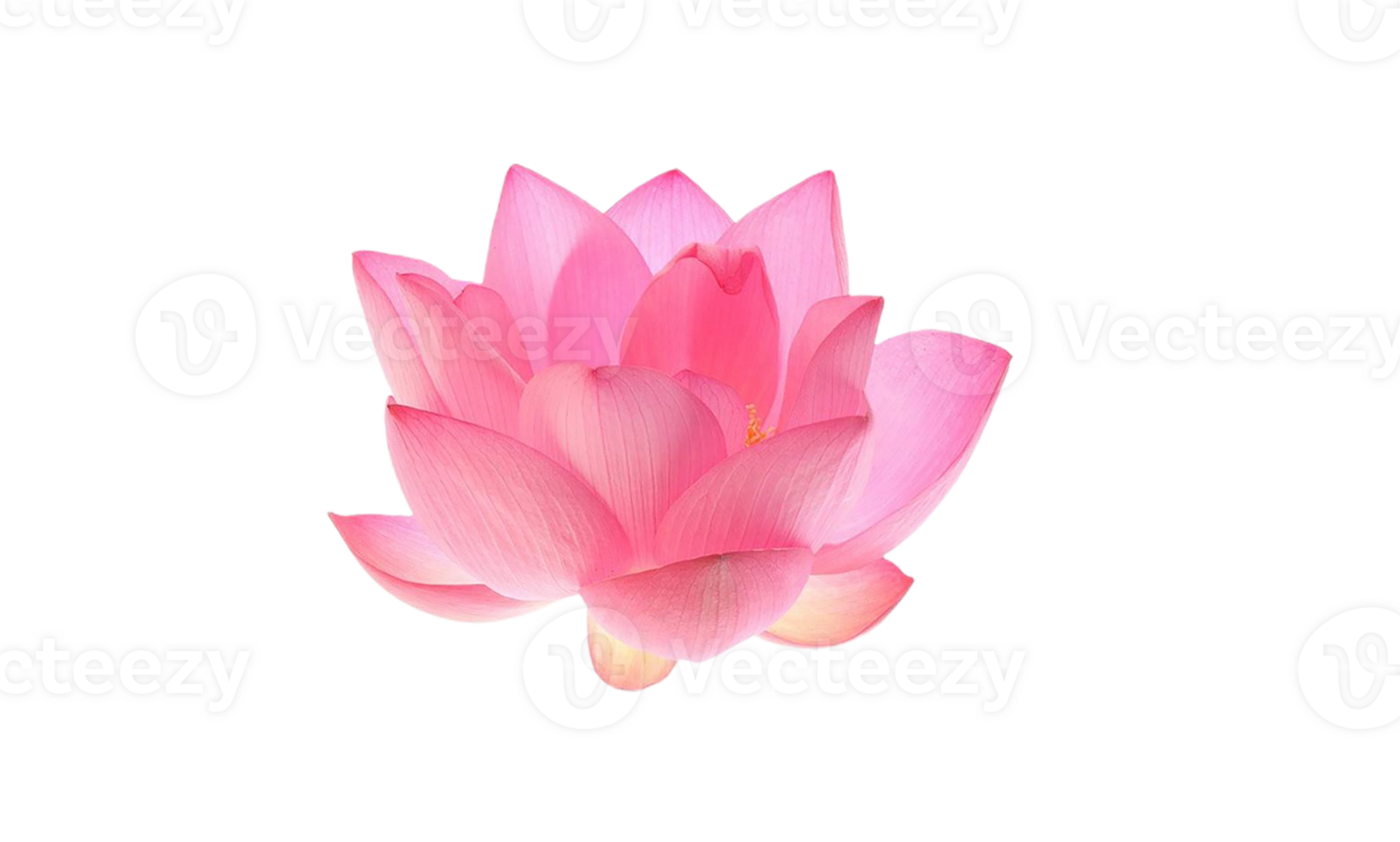 lotus flower png transparent background