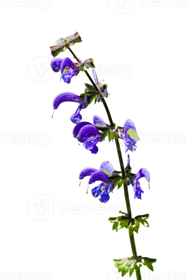 false salvia flower png transparent background