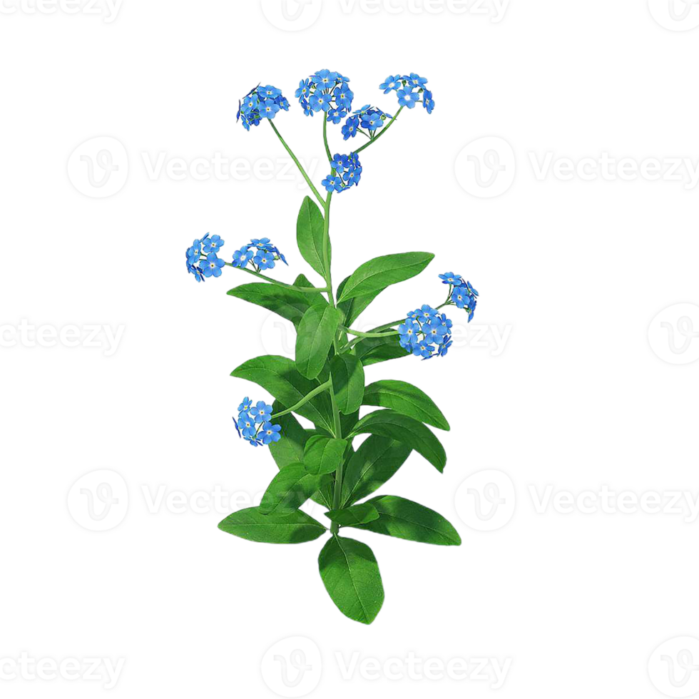 forget me not flower png transparent background
