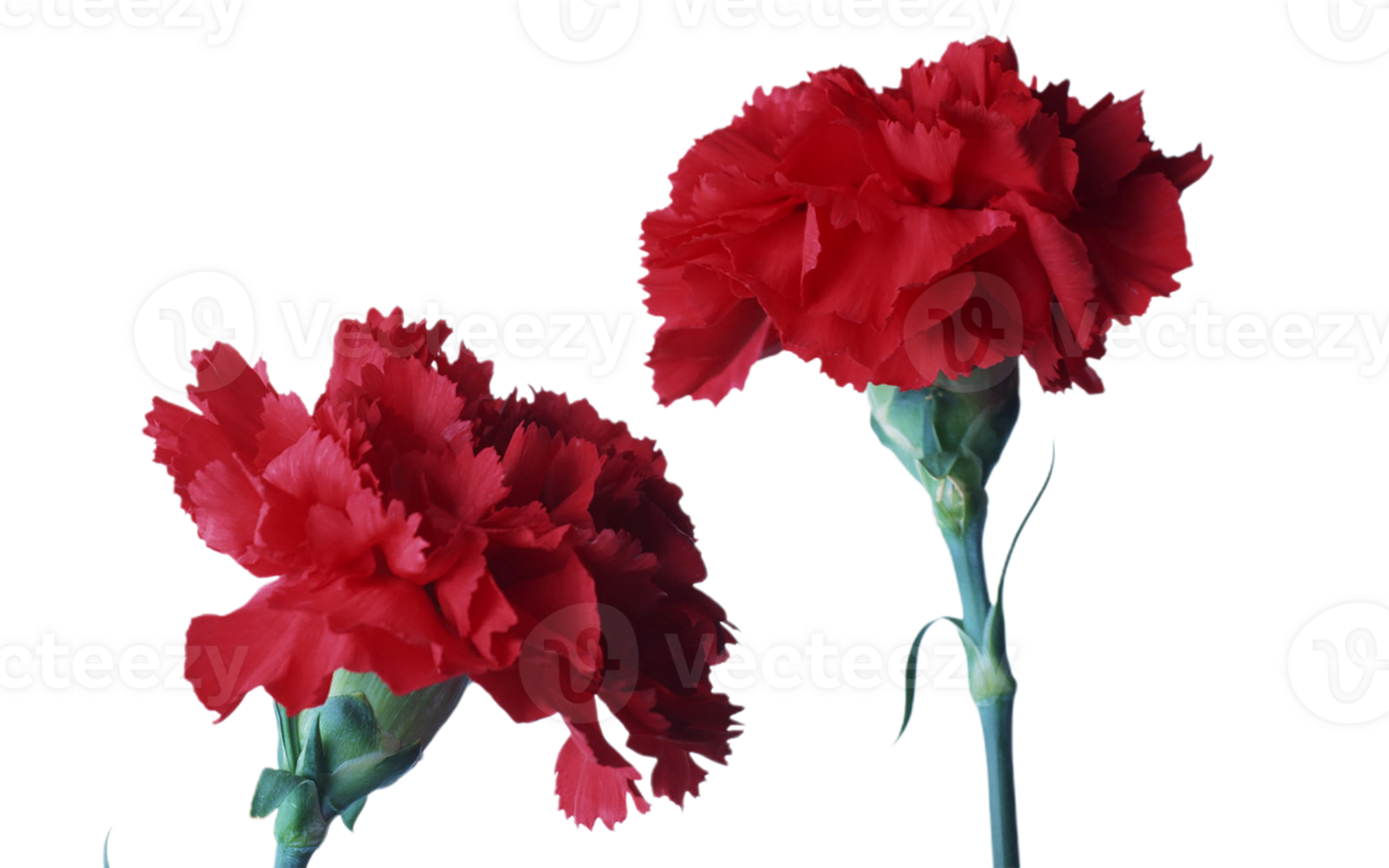 carnation flower png transparent background