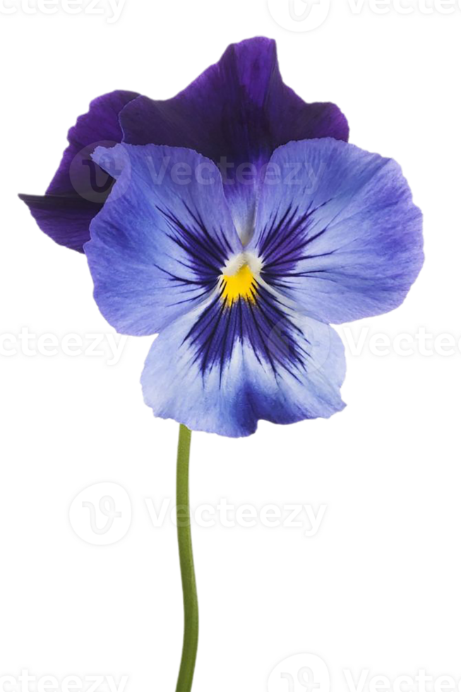 viola flower png transparent background