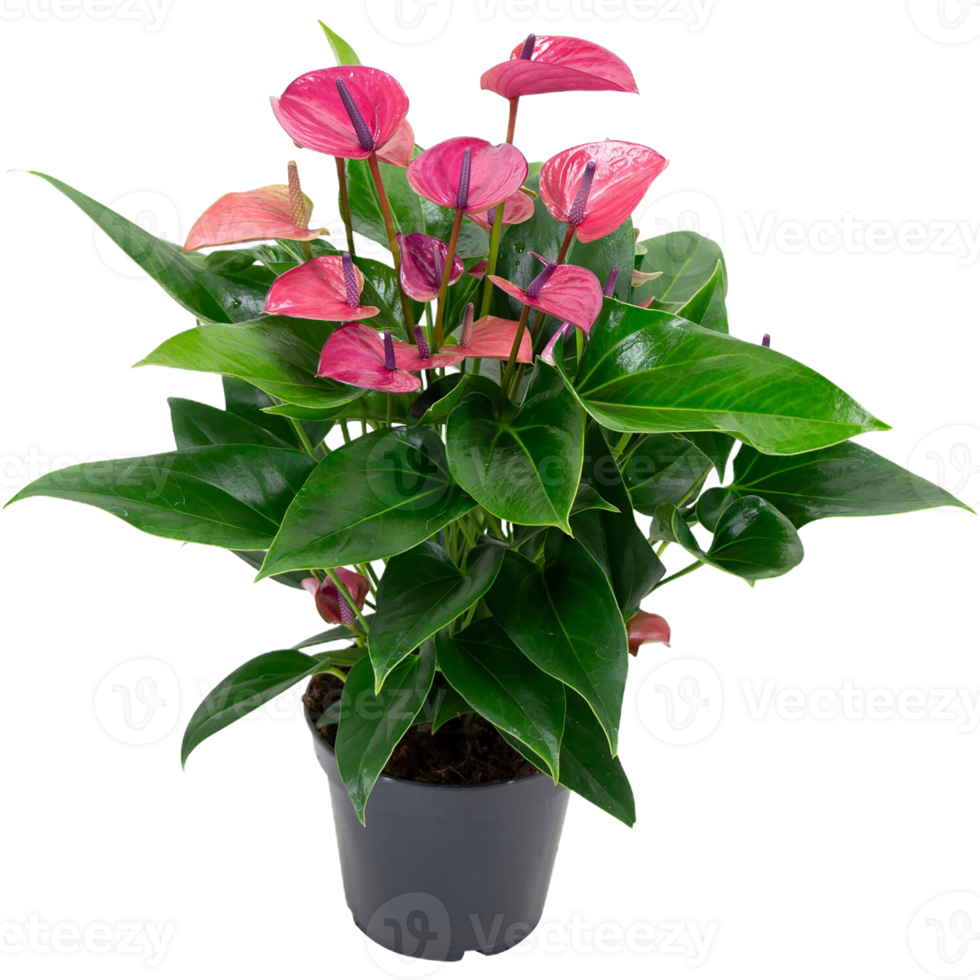 Anthurium flower png transparent background