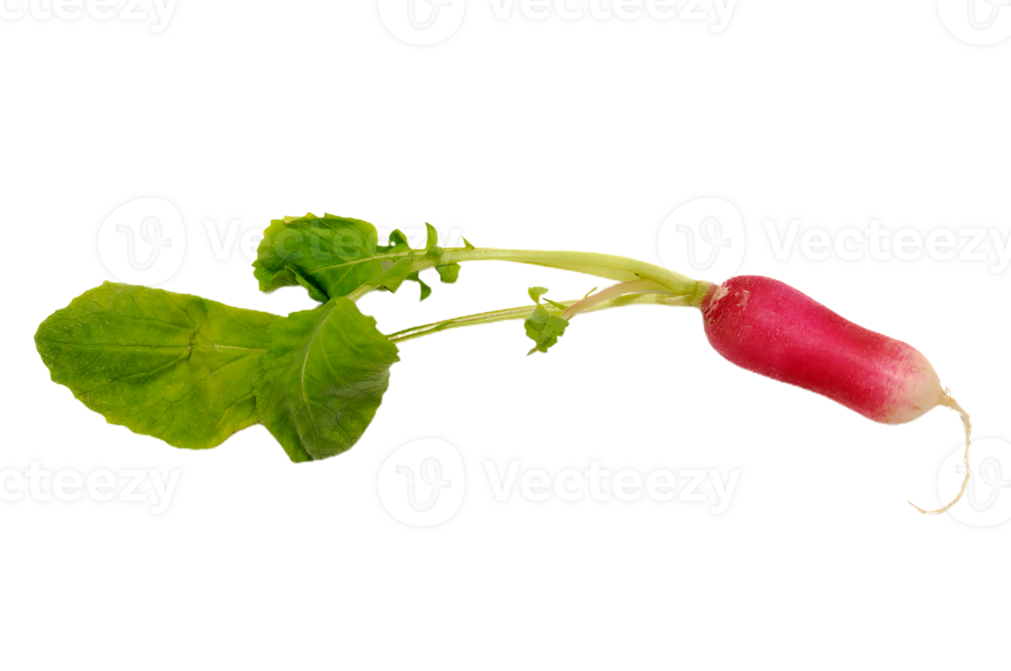 radish png transparent background 29720181 PNG