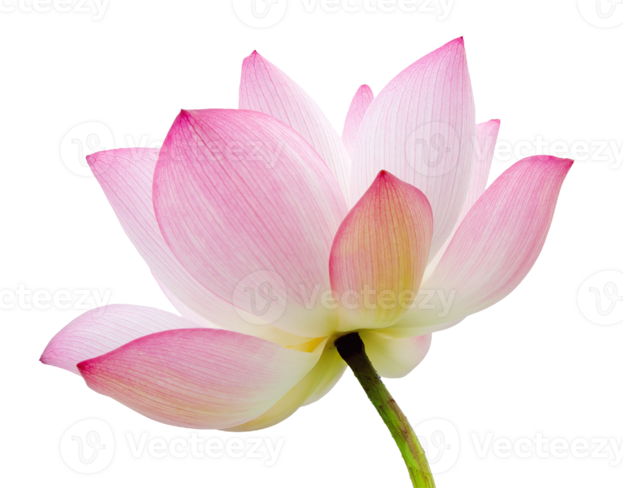 lotus flower png transparent background