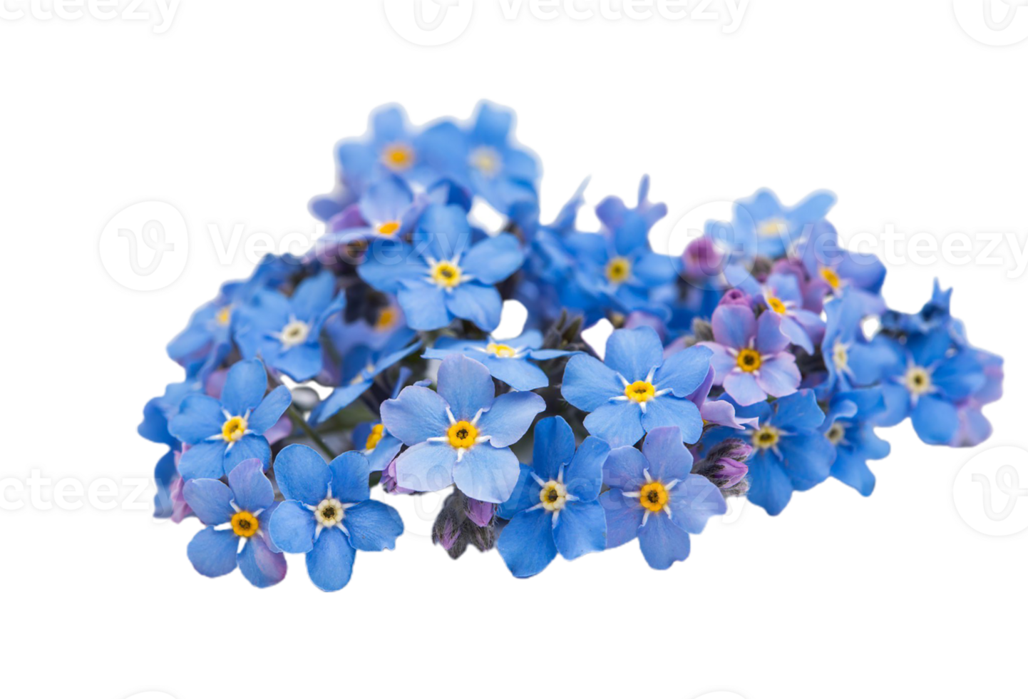 forget me not flower png transparent background