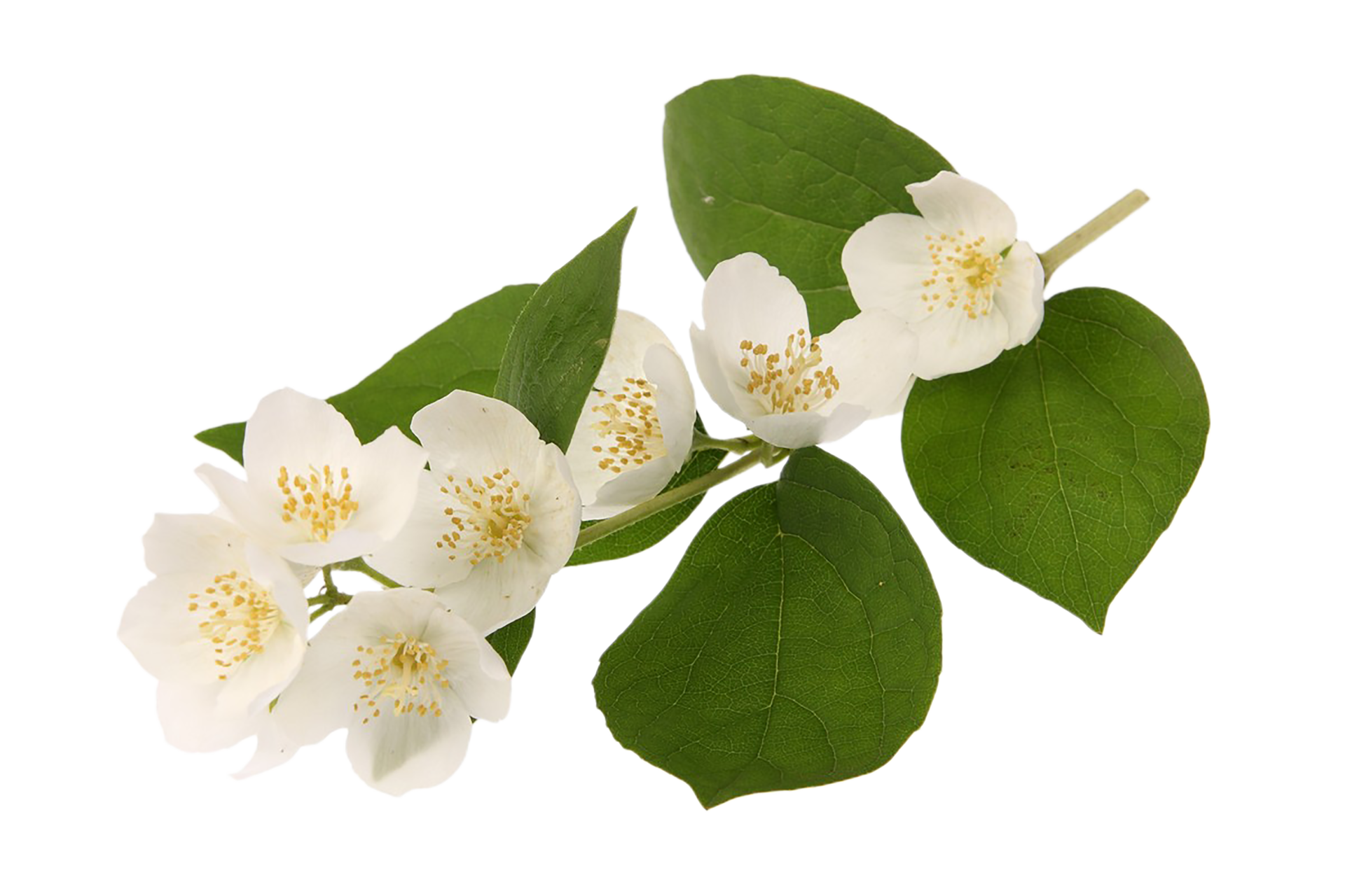 jasmine flower png transparent background 29720204 PNG
