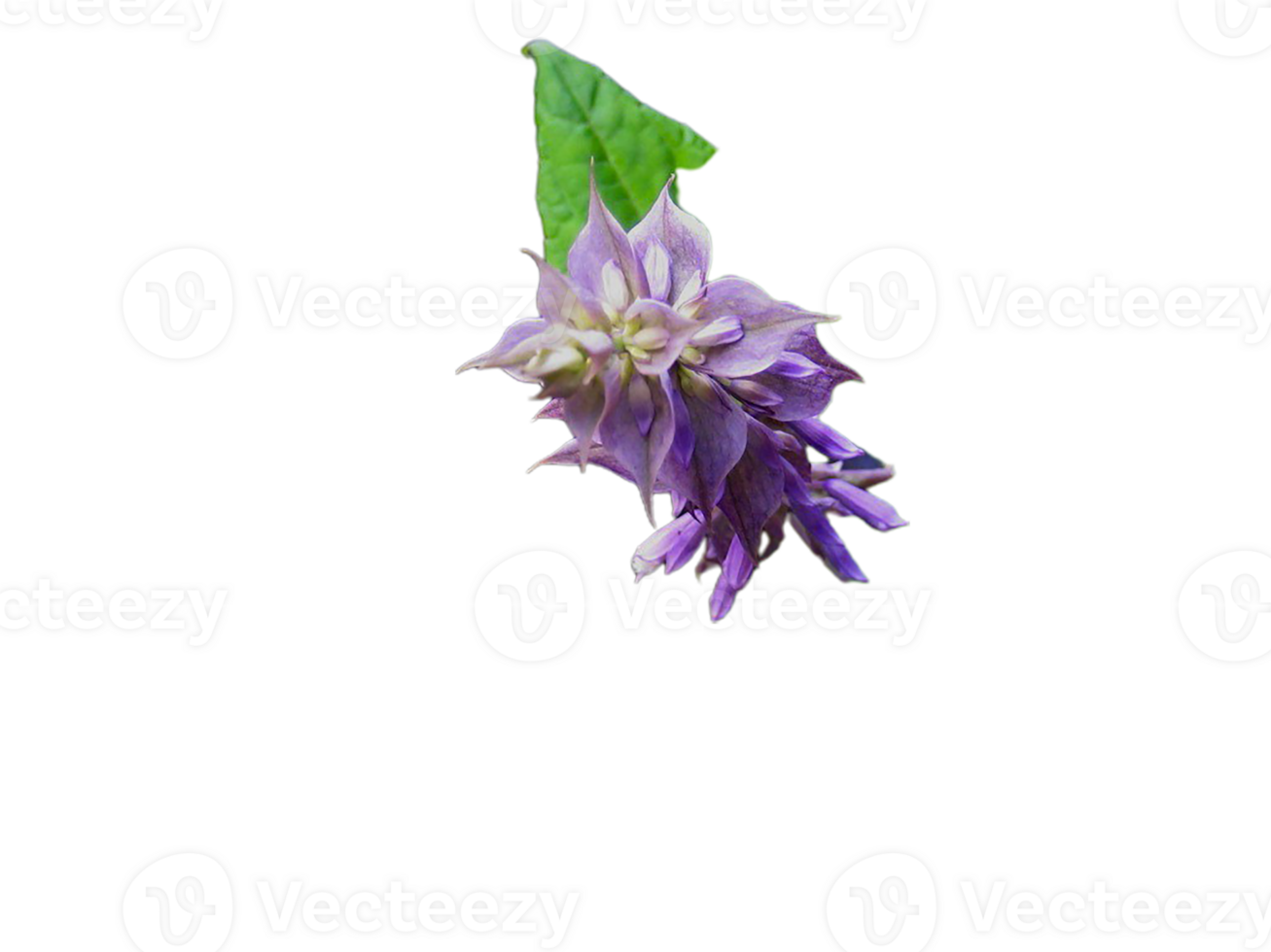 false salvia flower png transparent background