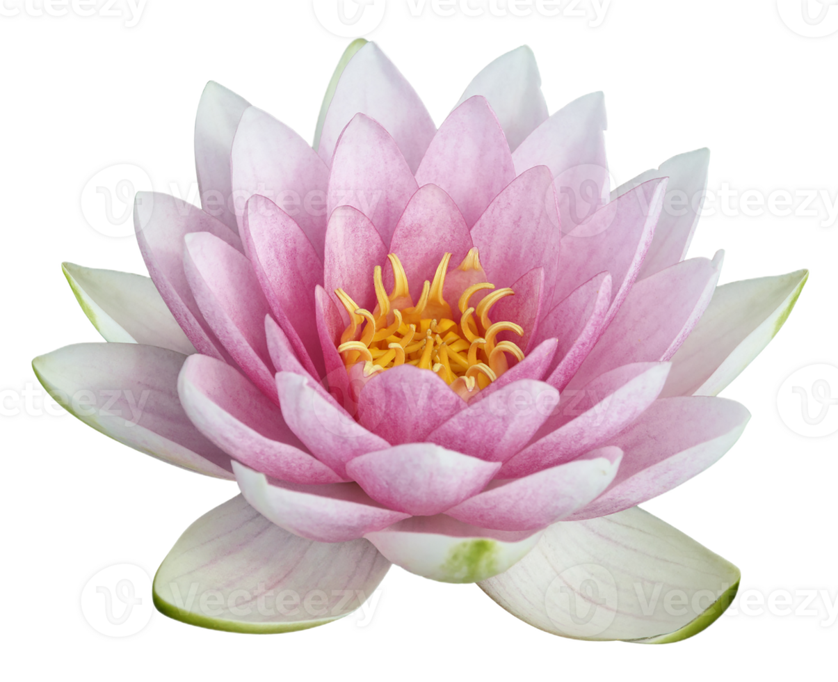 lotus bloem PNG transparant achtergrond