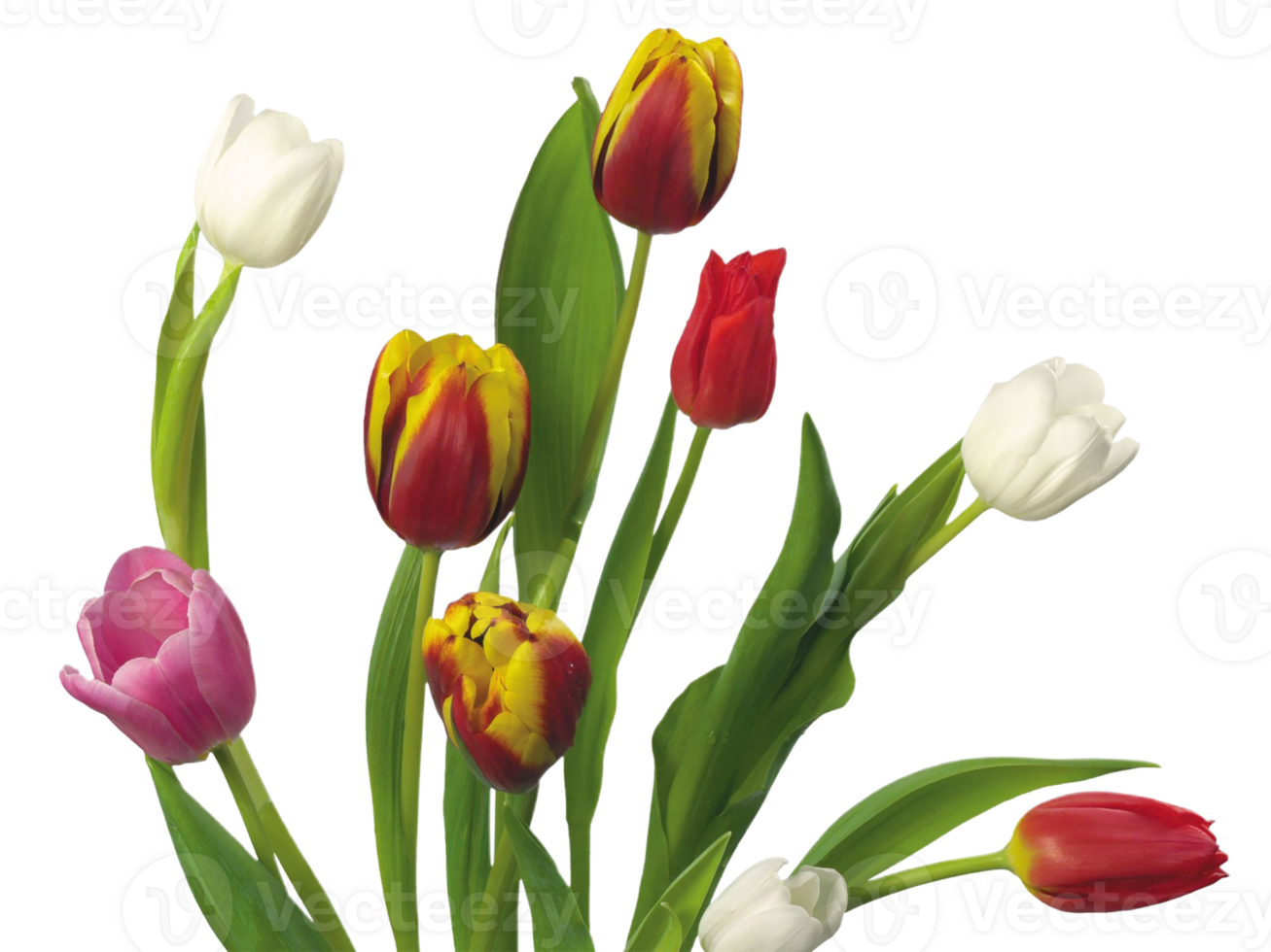 Tulip flower png transparent background