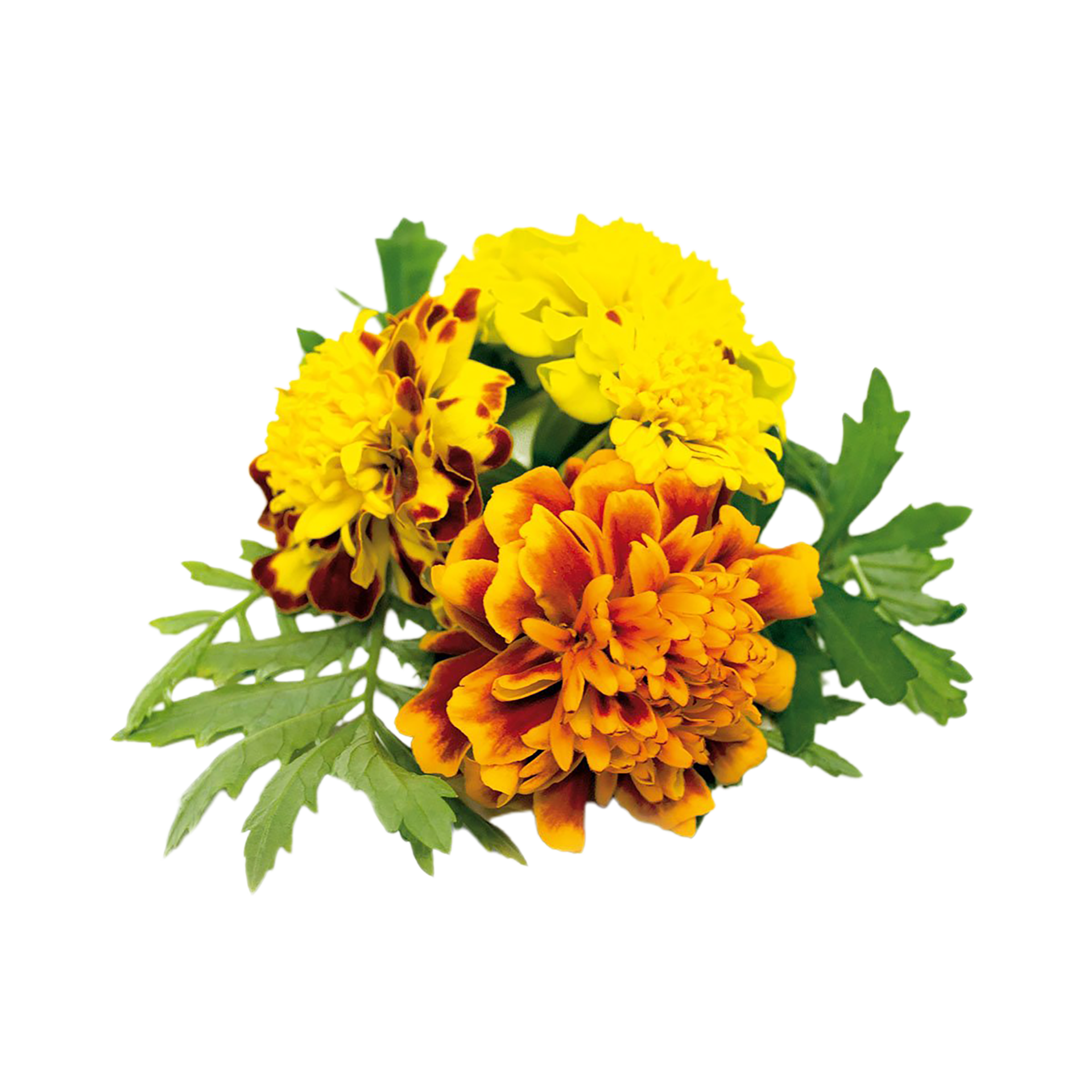 Marigold flower png transparent background 29720433 PNG