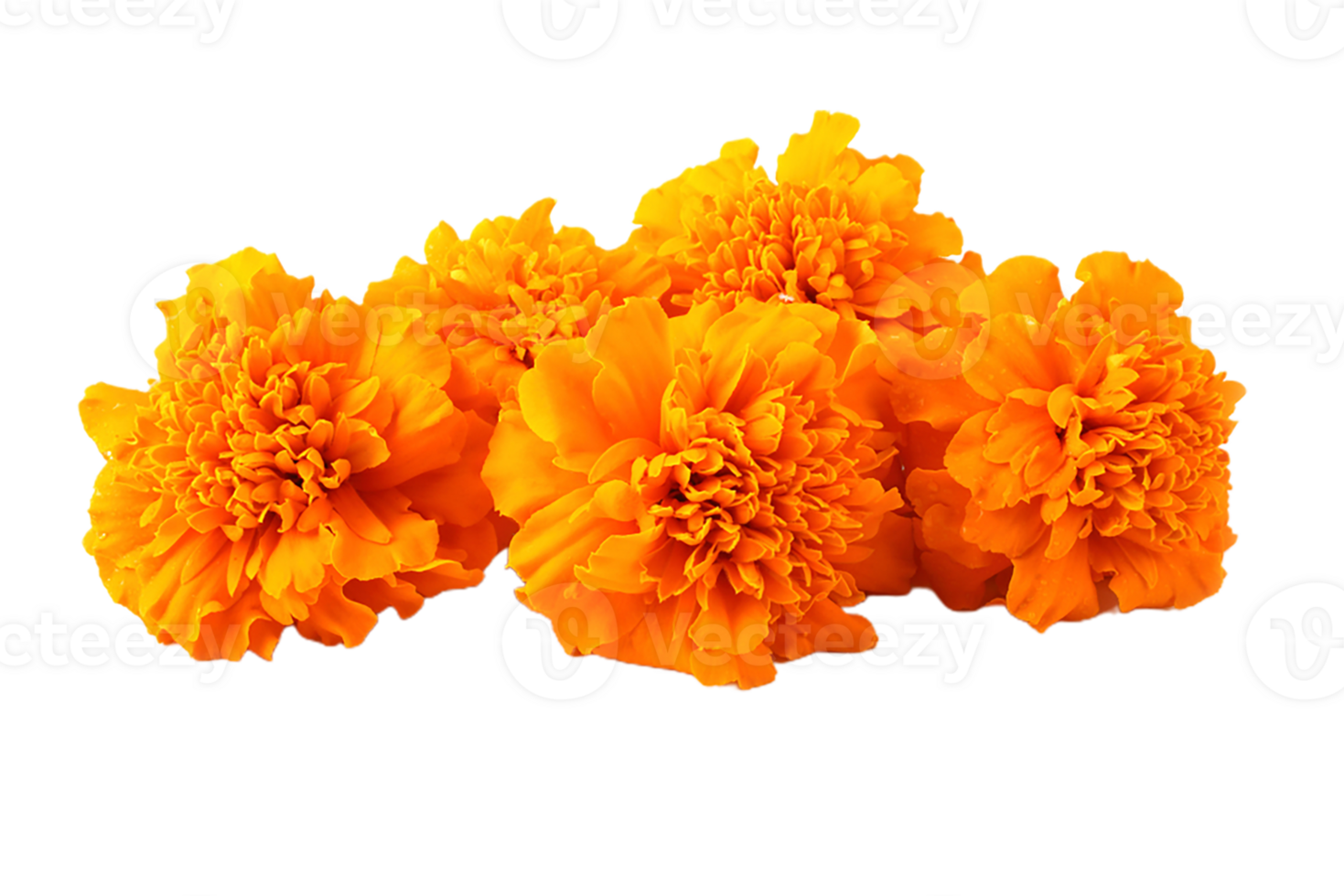 Marigold flower png transparent background