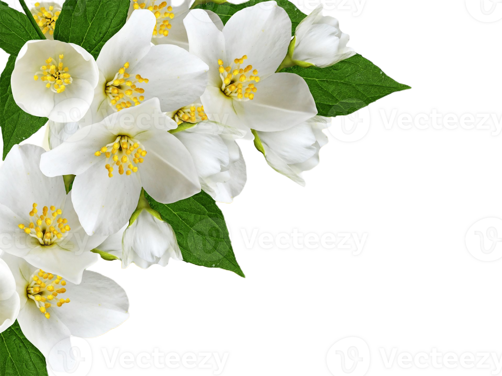 jasmine flower png transparent background 29720450 PNG