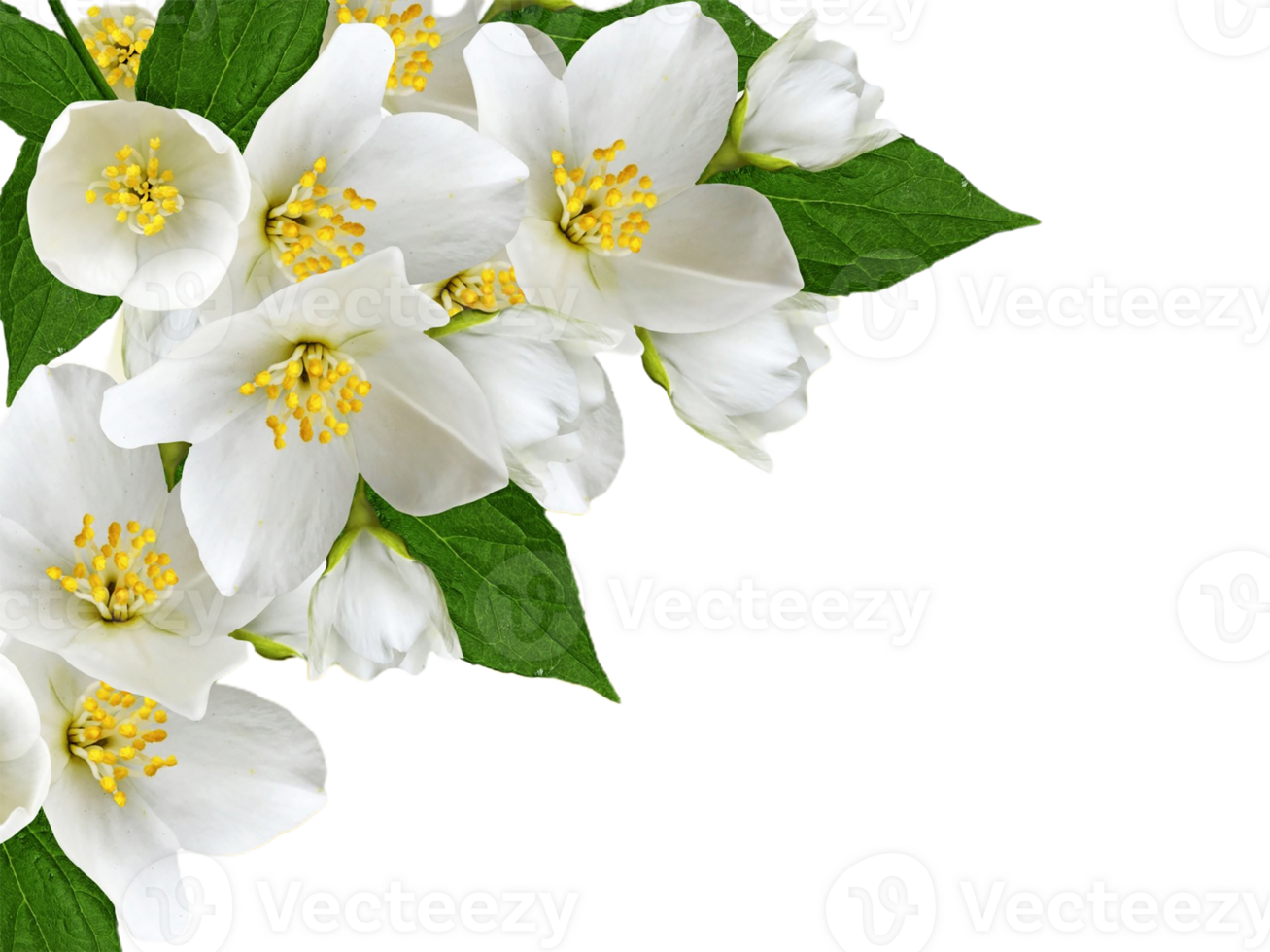 jasmine flower png transparent background