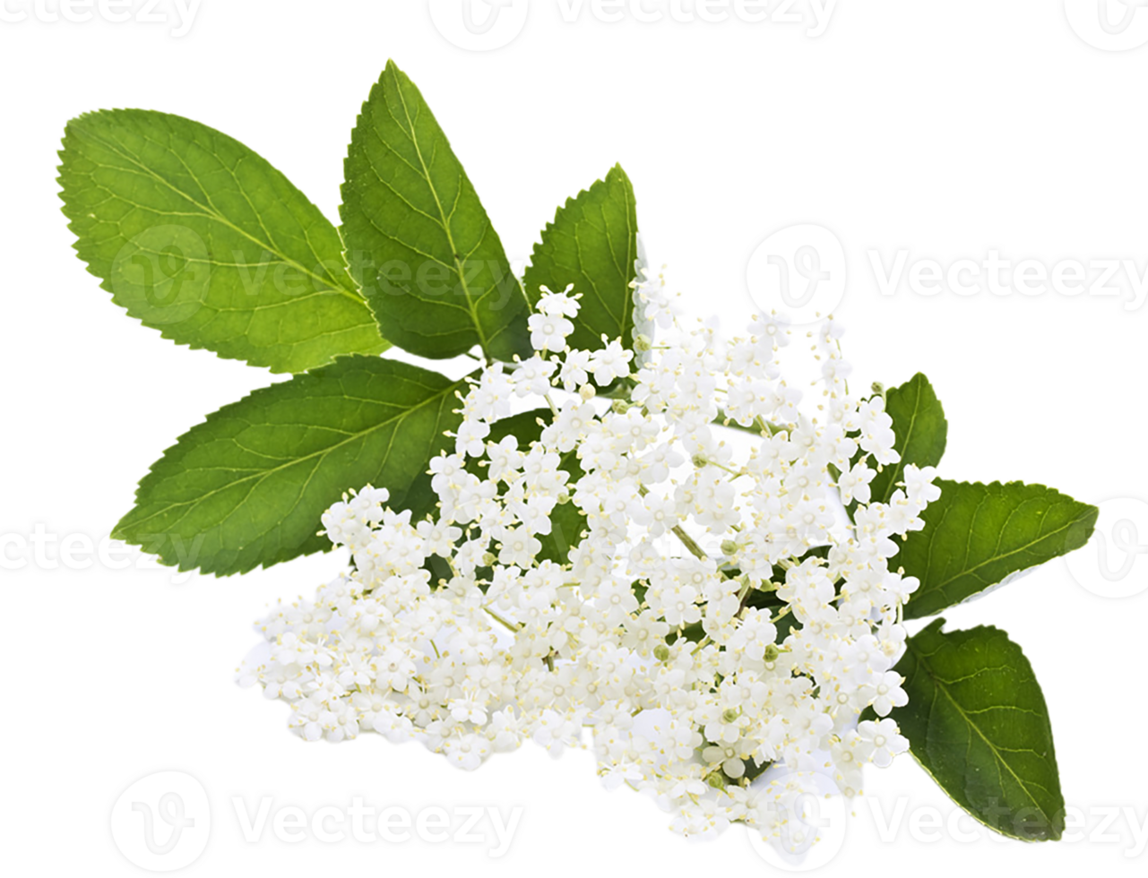 Elderberry flower png transparent background