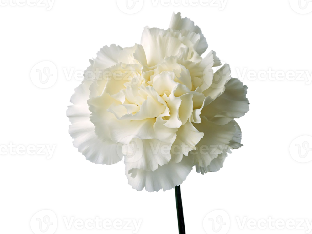 carnation flower png transparent background