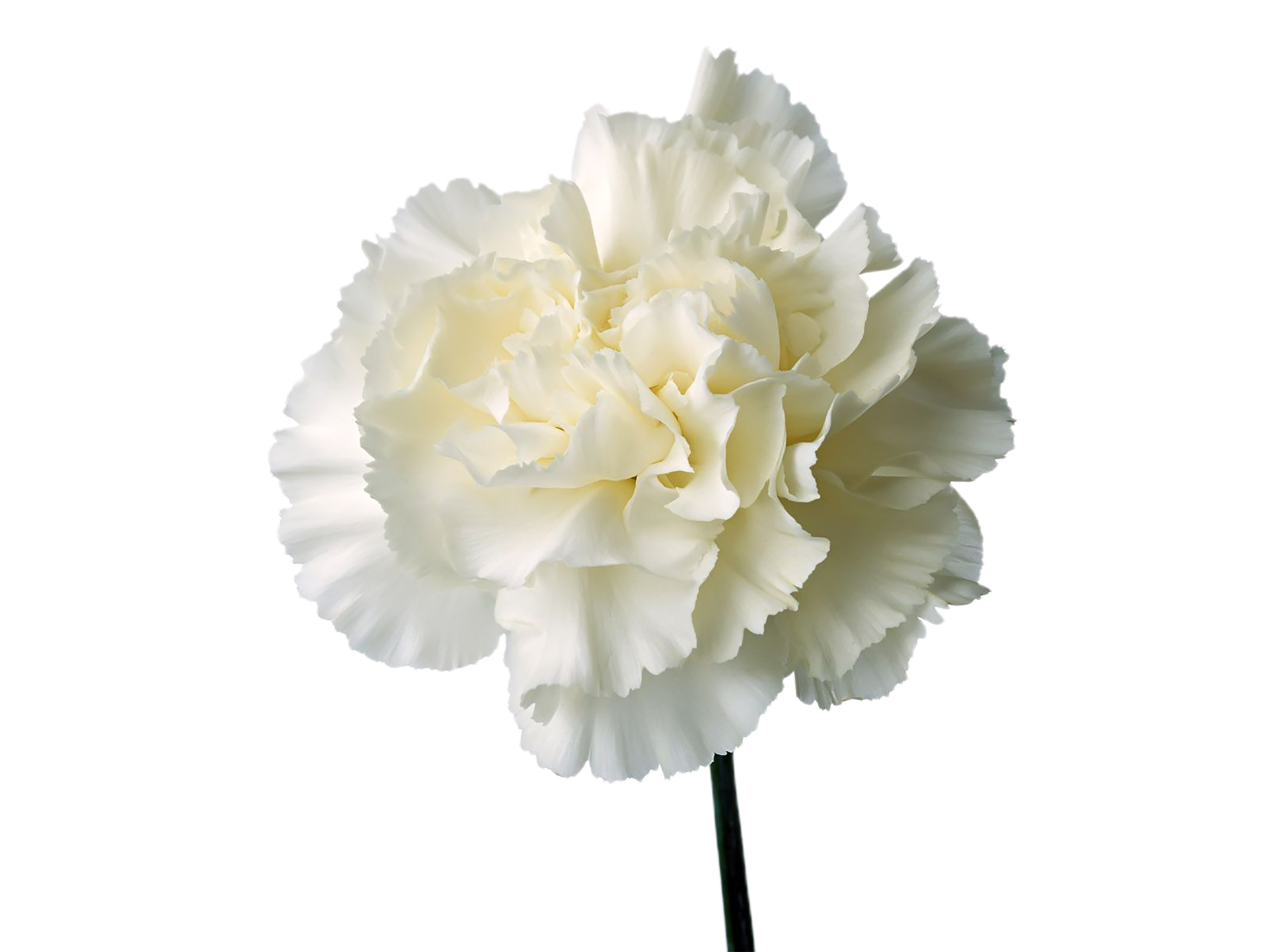 carnation flower png transparent background 29720460 PNG