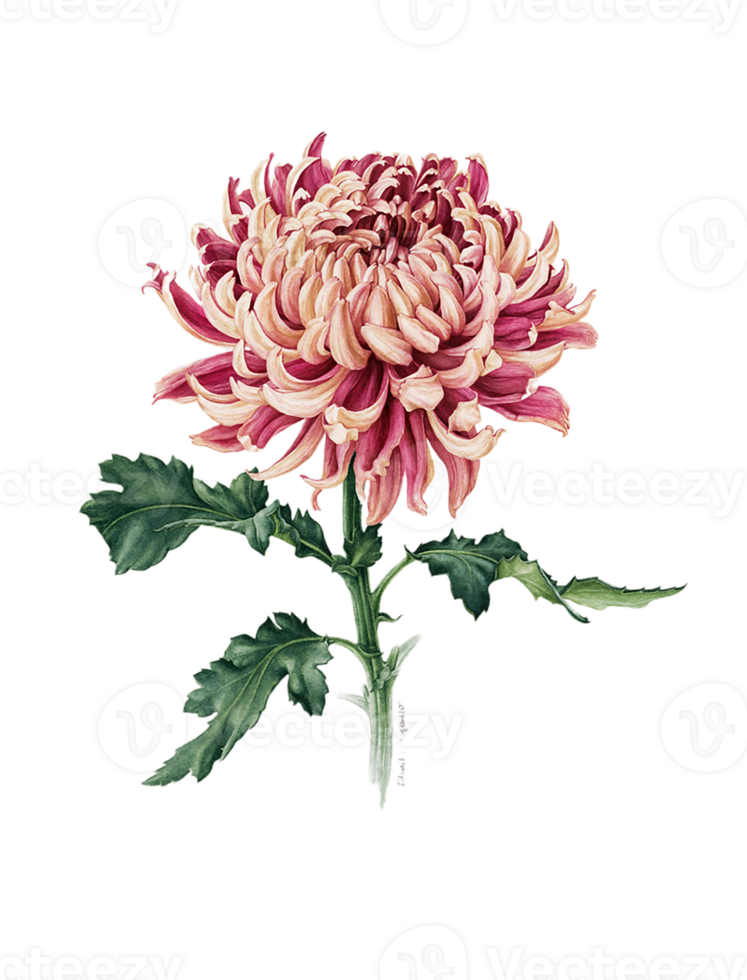 Chrysanthemum flower png transparent background