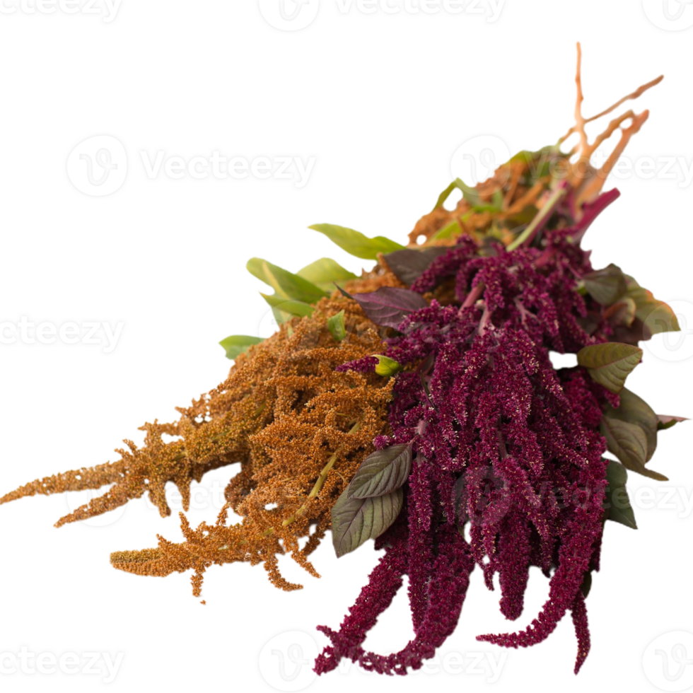 amaranth flower png transparent background