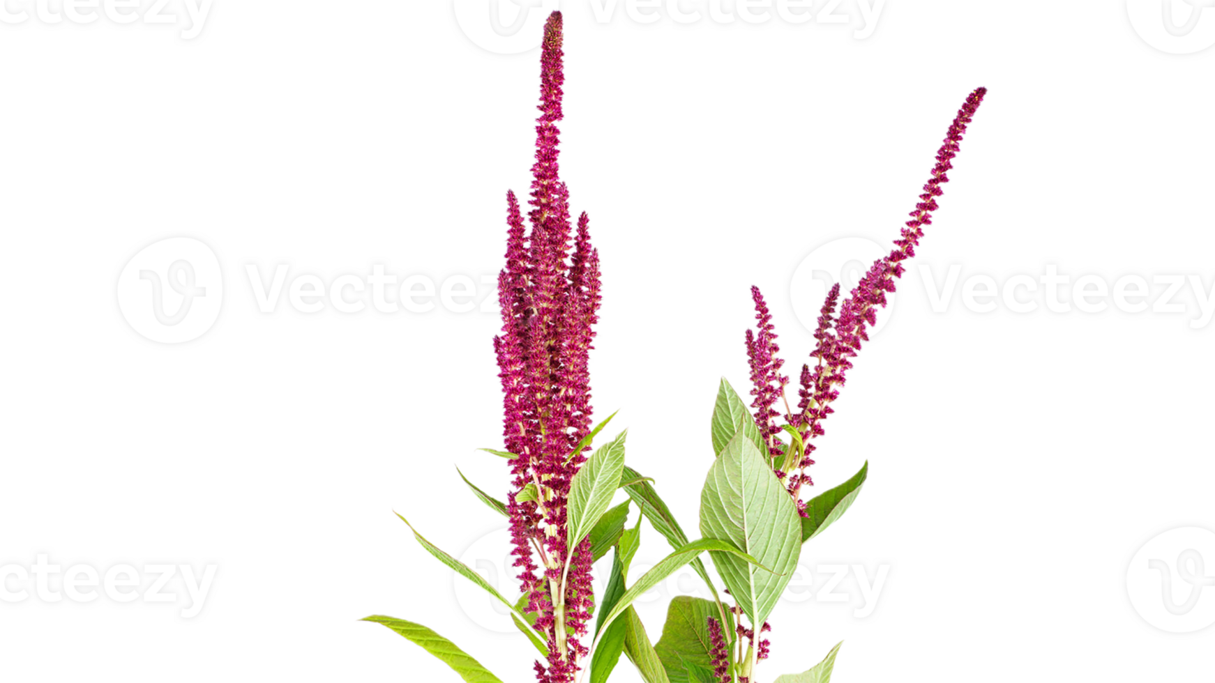 amaranth flower png transparent background