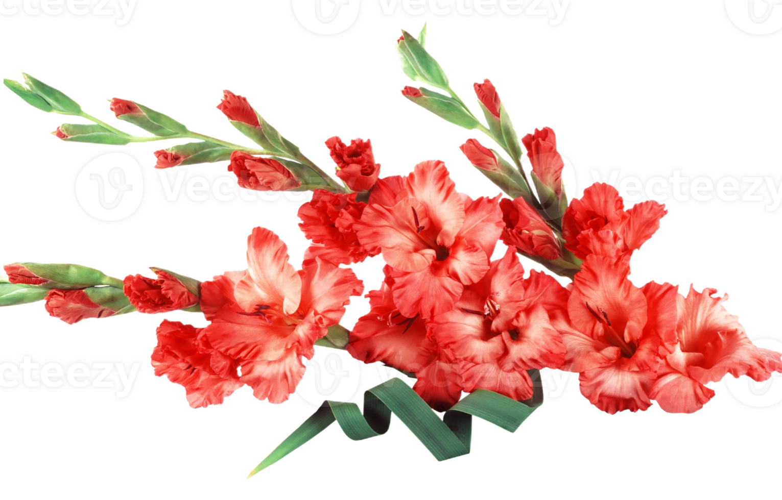 gladiolus png transparent background
