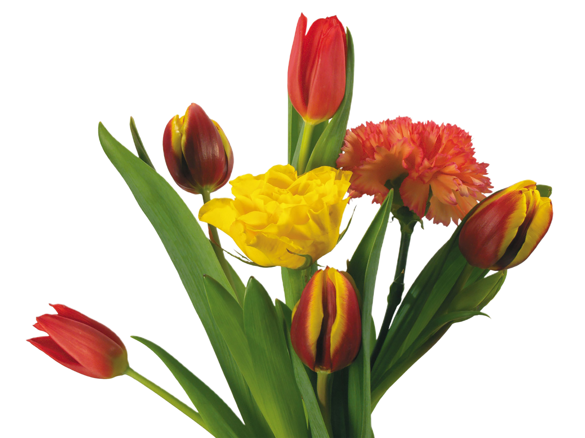 Tulip flower png transparent background 29720542 PNG