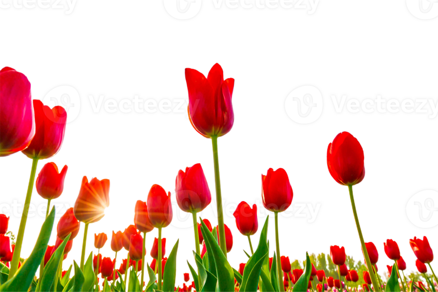 Tulip flower png transparent background